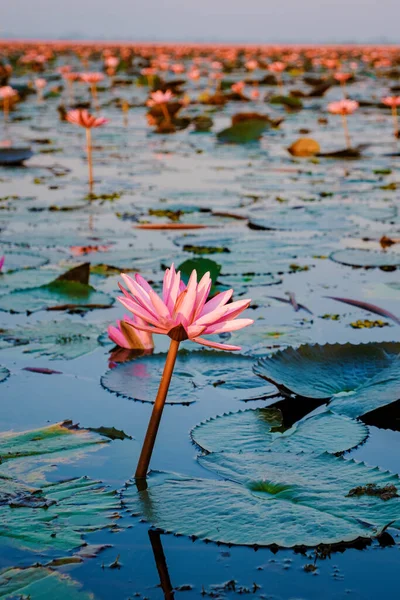 Sunrise at The sea of red lotus, Lake Nong Harn, Udon Thani, Thailand.