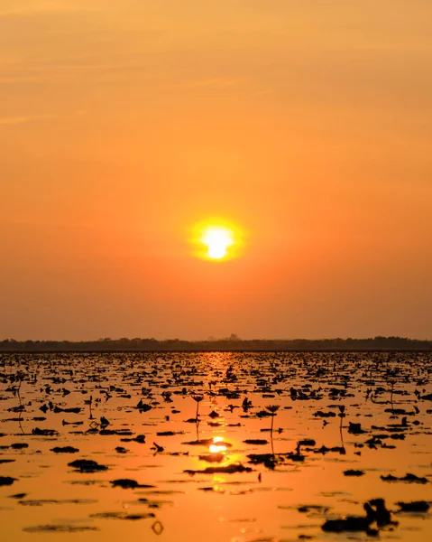 Sunrise Sea Red Lotus Lake Nong Harn Udon Thani Thailand — Fotografia de Stock