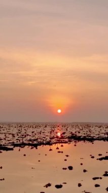 Sunrise at The sea of red lotus, Lake Nong Harn, Udon Thani, Thailand. 