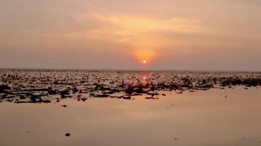 Sunrise at The sea of red lotus, Lake Nong Harn, Udon Thani, Thailand. 
