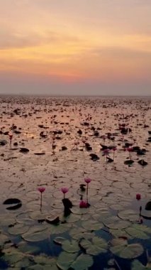 Asian women in a wooden boat during sunrise at the red lotus lake in Thailand , Sunrise at The sea of red lotus, Lake Nong Harn, Udon Thani, Thailand