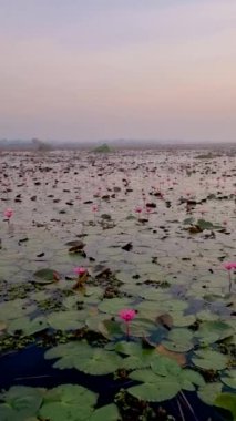Sunrise at The sea of red lotus, Lake Nong Harn, Udon Thani, Thailand. An Asian women with a hat in a wooden boat during sunrise at the red lotus lake in Thailand 