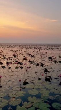 Sunrise at The sea of red lotus, Lake Nong Harn, Udon Thani, Thailand. A Asian women in a wooden boat during sunrise at the red lotus lake in Thailand 