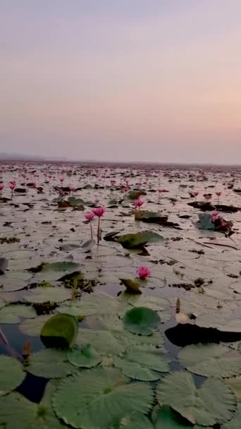 Femmes Asiatiques Dans Bateau Bois Lever Soleil Lac Lotus Rouge — Video