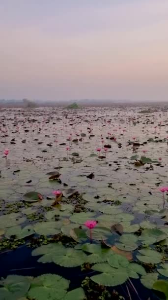 Sunrise Sea Red Lotus Lake Nong Harn Udon Thani Thailand — Vídeos de Stock