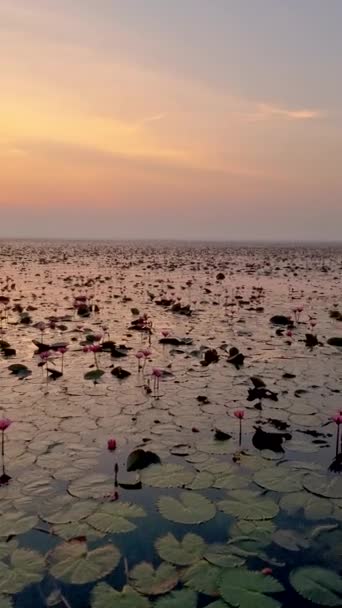 Alba Mare Loto Rosso Lago Nong Harn Udon Thani Thailandia — Video Stock