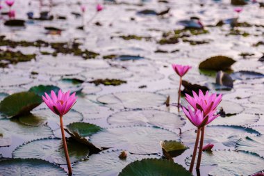 Red Lotus Sea Kumphawapi full of pink flowers in Udon Thani in northern Thailand. Flora of Southeast Asia. 