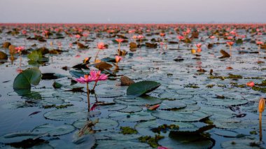 Beautiful Red Lotus Sea Kumphawapi with pink flowers in Udon Thani in northern Thailand. Flora of Southeast Asia. 
