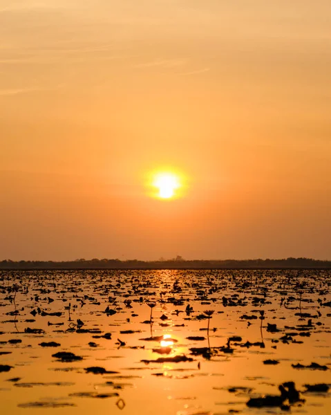 Güzel Kızıl Lotus Denizi Kumphawapi Kuzey Tayland Daki Udon Thani — Stok fotoğraf