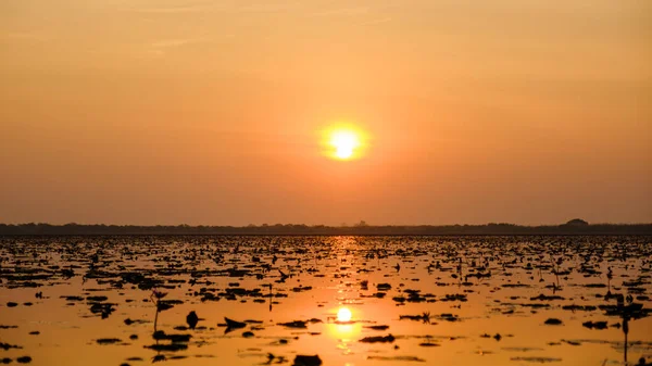 Güzel Kızıl Lotus Denizi Kumphawapi Kuzey Tayland Daki Udon Thani — Stok fotoğraf