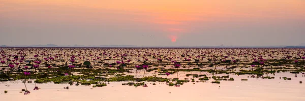 Red Lotus Sea Kumphawapi Full Pink Flowers Udon Thani Northern — ストック写真