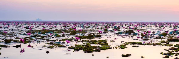 Red Lotus Sea Kumphawapi Full Pink Flowers Udon Thani Northern — Stock Photo, Image