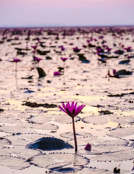 Sunrise Beautiful Red Lotus Sea Kumphawapi Full Pink Flowers Udon — ストック写真