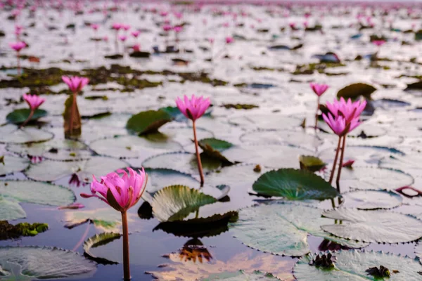 Red Lotus Sea Kumphawapi Full Pink Flowers Udon Thani Northern —  Fotos de Stock