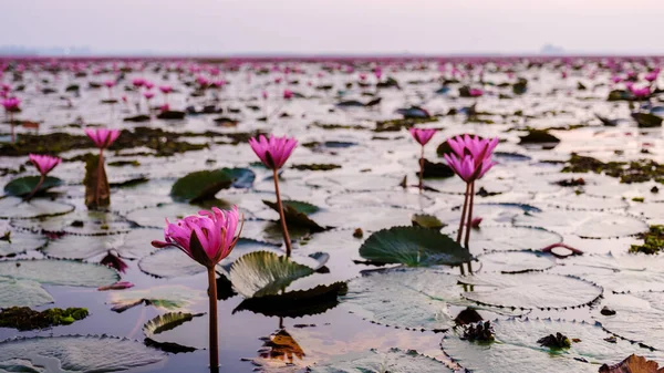 Red Lotus Sea Kumphawapi Full Pink Flowers Udon Thani Northern — Stock Photo, Image