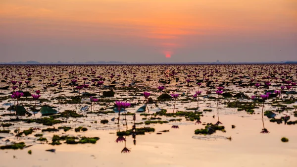 Red Lotus Sea Kumphawapi Full Pink Flowers Udon Thani Northern — ストック写真