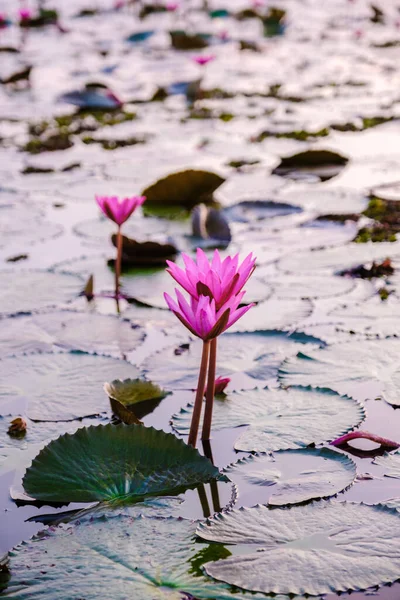Sunrise Beautiful Red Lotus Sea Kumphawapi Full Pink Flowers Udon — Stockfoto