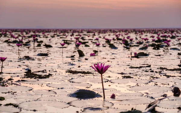 Восход Солнца Красивом Красном Лотосе Море Кумпхавапи Полон Розовых Цветов — стоковое фото