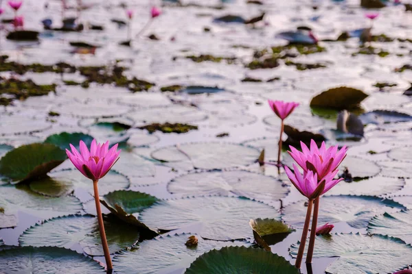 Red Lotus Sea Kumphawapi Full Pink Flowers Udon Thani Northern — Stockfoto