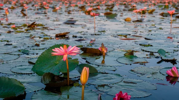Belle Red Lotus Sea Kumphawapi Avec Des Fleurs Roses Udon — Photo