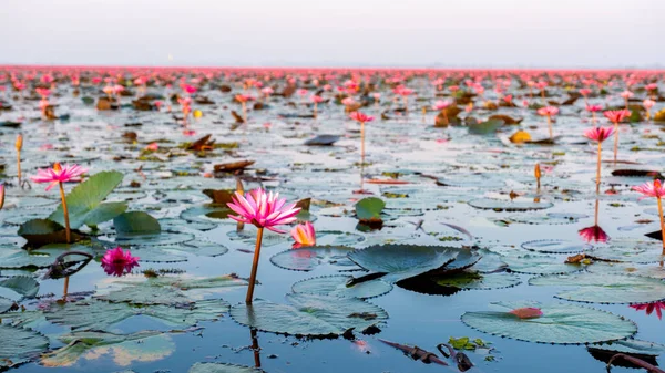 Beautiful Red Lotus Sea Kumphawapi Pink Flowers Udon Thani Northern — Stock Photo, Image