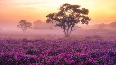 Çiçekli Heather tarlaları, çiçek açmış mor pembe funda, Hollanda 'daki Veluwe Zuiderheide parkında çiçek açan ısıtıcı. Hollanda gün doğumunda sis ve sisle