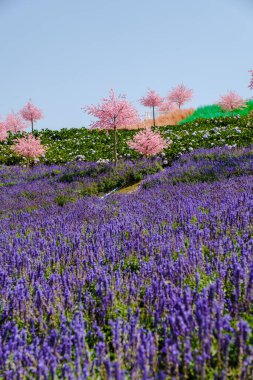 Güneşli bir günde Phetchabun Kha Kho Tayland 'da çiçekli bir bahçe.