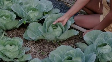 Mutfak bahçesi. Tayland 'da sebze bahçesinde bitki yetiştirilmiş bahçe yatakları. Eko bahçesinde sebzeli kadın eli
