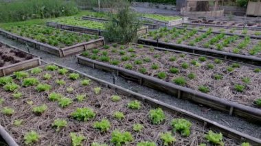 Mutfak bahçesi. Tayland 'da sebze bahçesinde bitkilerle büyümüş bahçe yatakları.. 