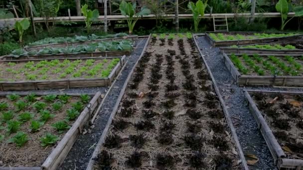 Κοινοτικός Κήπος Κουζίνας Μεγαλωμένες Κλίνες Κήπου Φυτά Στον Κήπο Της — Αρχείο Βίντεο