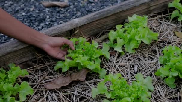 Gemensam Köksträdgård Upphöjda Odlingsbäddar Med Växter Grönsaksträdgård Thailand Kvinna Hand — Stockvideo