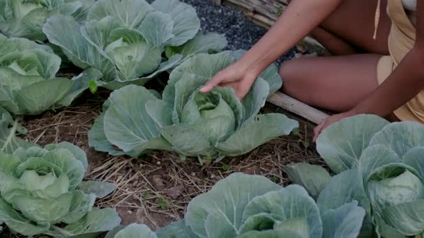 Gemeinschaftlicher Küchengarten Hochbeete Mit Pflanzen Einem Gemüsegemeinschaftsgarten Thailand Frau Hand — Stockvideo