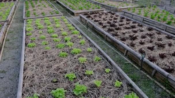 Κοινοτικός Κήπος Κουζίνας Μεγαλωμένα Κρεβάτια Κήπο Φυτά Ένα Λαχανόκηπο Κοινότητα — Αρχείο Βίντεο