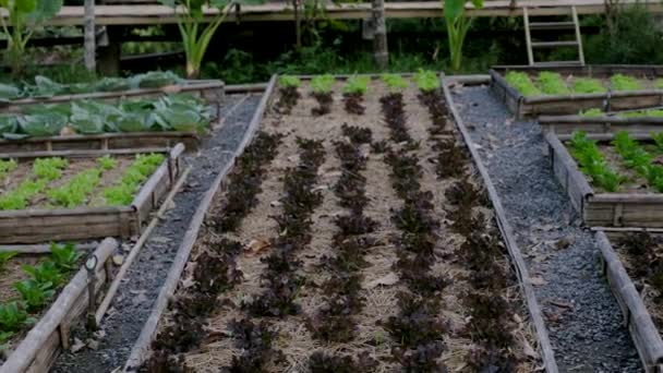Gemensam Köksträdgård Upphöjda Odlingsbäddar Med Växter Grönsaksträdgården Thailand — Stockvideo