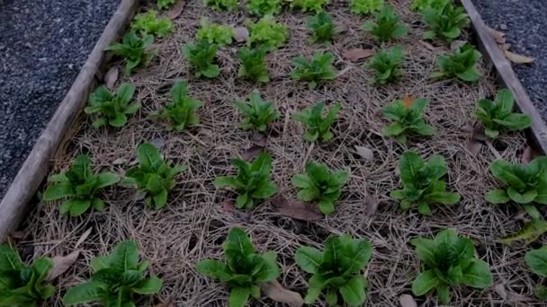 Gemensam Köksträdgård Upphöjda Odlingsbäddar Med Växter Grönsaksträdgård Thailand — Stockvideo