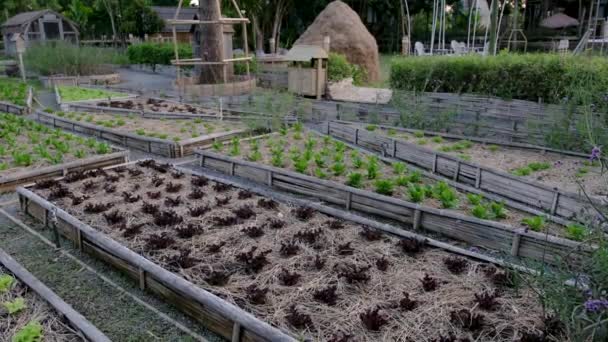 Gemensam Köksträdgård Upphöjda Odlingsbäddar Med Växter Grönsaksträdgård Thailand — Stockvideo