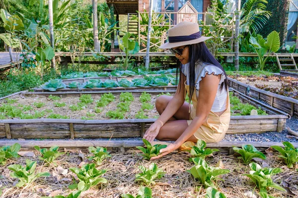 Asian women with green salad in a Community kitchen garden. Raised garden beds with plants in vegetable community garden in Thailand.