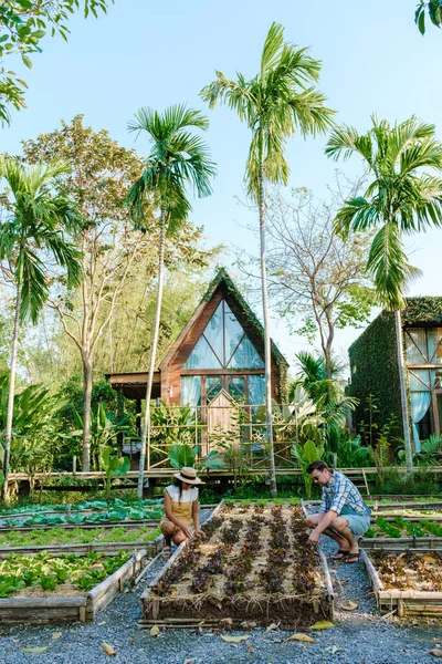 Community kitchen garden. Raised garden beds with plants in a vegetable community garden