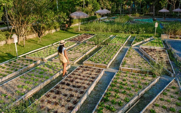 Asian women with green salad in a Community kitchen garden. Raised garden beds with plants in vegetable community garden in Thailand.