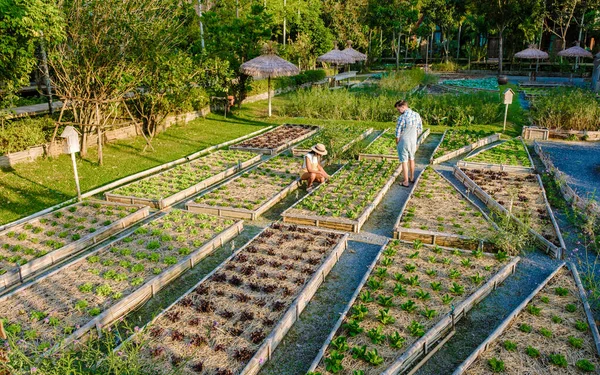 Community kitchen garden. Raised garden beds with plants in vegetable community garden in Thailand.