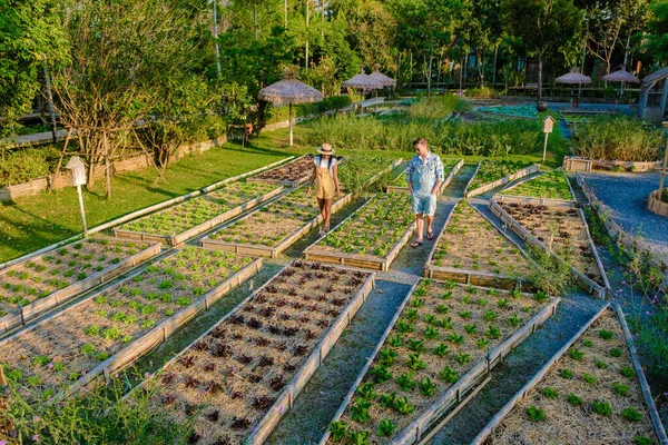 Community kitchen garden. Raised garden beds with plants in a vegetable community garden
