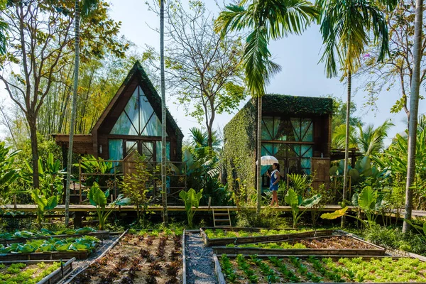Taman Dapur Masyarakat Dibesarkan Kebun Tempat Tidur Dengan Tanaman Kebun — Stok Foto