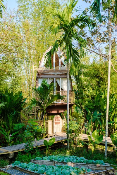 Palmiye Ağaçları Kırsalda Bir Sebze Bahçesi Ile Çevrili Ahşap Kulübe — Stok fotoğraf