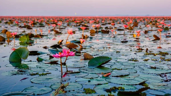 Beautiful Red Lotus Sea Kumphawapi Pink Flowers Udon Thani Northern — Zdjęcie stockowe