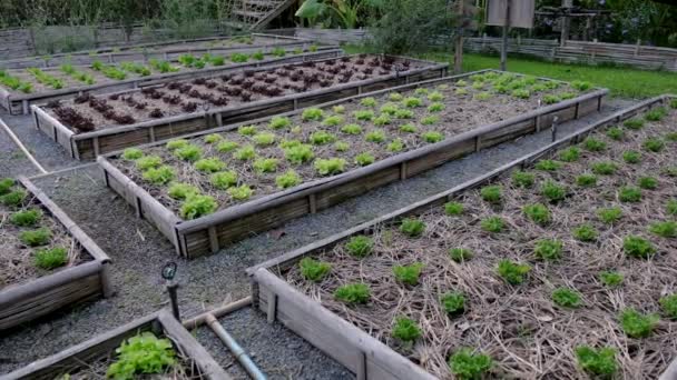 Κοινοτικός Κήπος Κουζίνας Μεγαλωμένες Κλίνες Κήπου Φυτά Στον Κήπο Της — Αρχείο Βίντεο