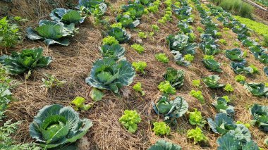 Mutfak bahçesi. Tayland 'da, Mekong nehri kıyısındaki bir sebze bahçesinde bitki yetiştirilmiş bahçe yatakları.