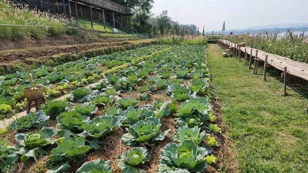 Community kitchen garden. Raised garden beds with plants in a vegetable community garden in Thailand alongside the Mekong river