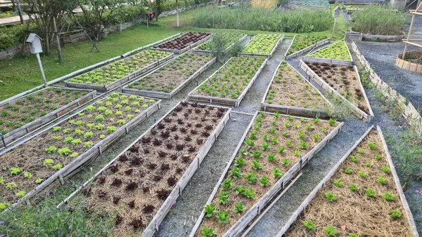 Community kitchen garden. Raised garden beds with plants in vegetable community garden in Thailand.