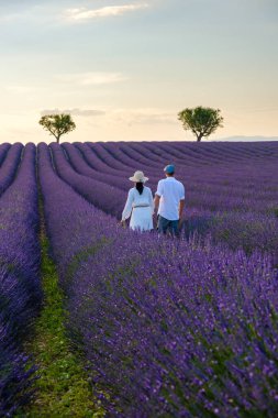Provence, Lavanta tarlası Fransa, Valensole Platosu, Lavanta çiçekli renkli bir tarla, Provence, Güney Fransa Birkaç erkek ve kadın Güney Fransa Provence 'da tatildeler.
