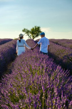 Provence, Lavanta tarlası Fransa, Valensole Platosu, Lavanta çiçekli renkli bir tarla, Provence, Güney Fransa Birkaç erkek ve kadın Güney Fransa Provence 'da tatildeler.